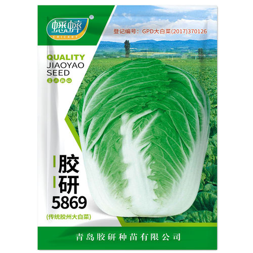 胶研5869大白菜种籽山东胶州白菜