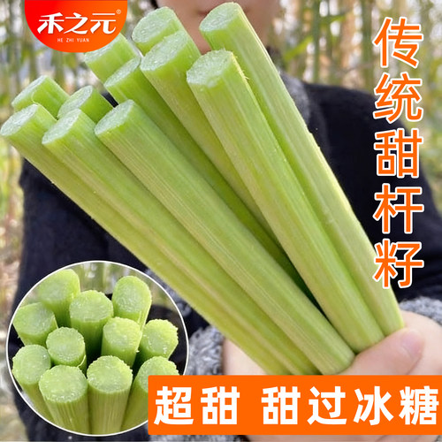 蟋蟀甜杆高粱杆春季四季种子