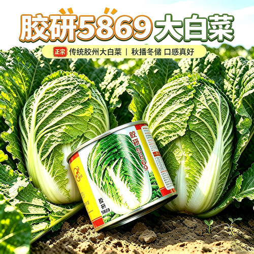 山东胶州籽种冬季大白菜种子