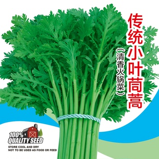 种孑 秋冬菜种籽四季 小青菜香茼蒿种籽四季 皇帝菜籽青菜种蔬菜春季
