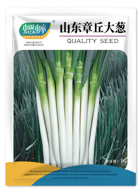 章丘铁杆大葱种子大香葱铁杆型耐热抗寒章丘春季秋冬季铁杆四季
