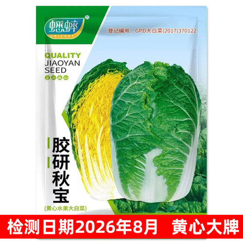 秋宝黄芯秋播大白菜种子