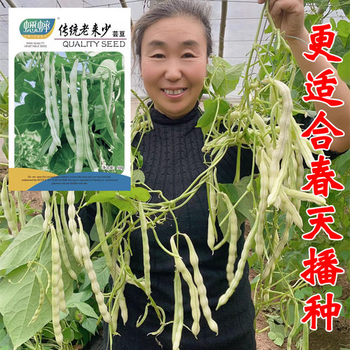 传统老来少豆角种子九粒白种子