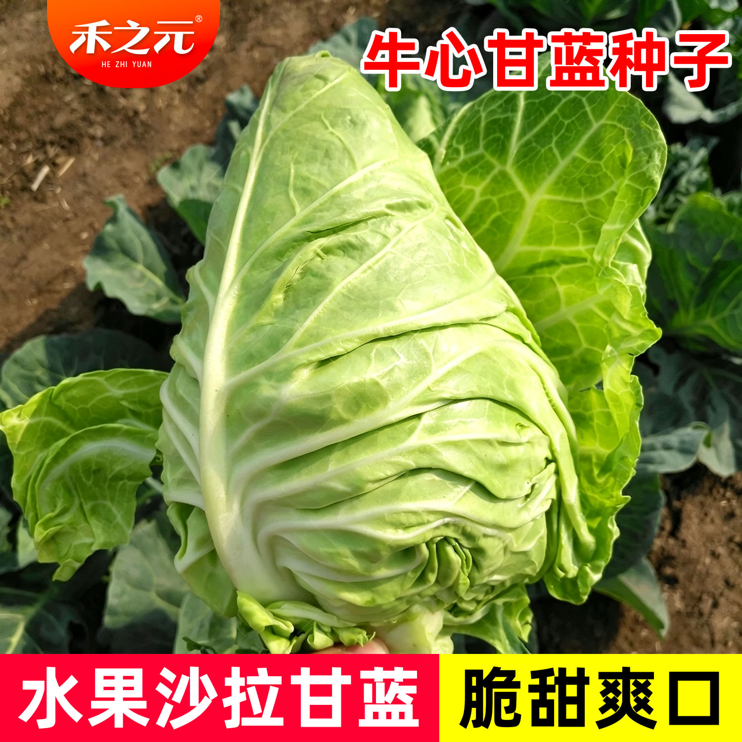 包菜种籽牛心甘蓝种子甘兰春秋包菜夏秋四季耐热高温种籽蔬菜大全