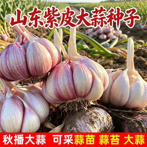 山东紫皮蒜头种籽大蒜种子