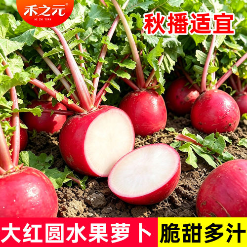 有机四季生吃较佳传统大红萝卜