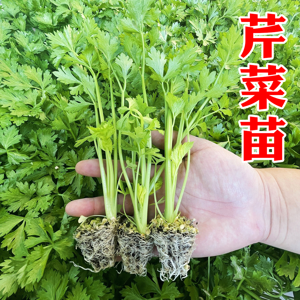 芹菜苗四季小香芹西芹秧苗蔬菜种子芹菜苗阳台盆栽菜籽种苗种孑-封面