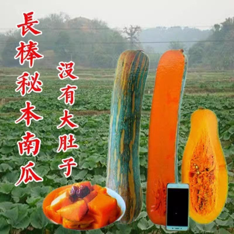 健美蜜本南瓜种子超甜粉面密本南瓜种子甜面南瓜种籽早熟高产蔬菜,鲜花速递/花卉仿真/绿植园艺,家庭园艺种子,淘宝优惠券,粉丝福利购,淘宝优惠卷