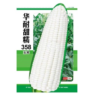 华耐甜糯358玉米种子白色甜糯玉米种籽水果玉米四季超甜粘糯种孑