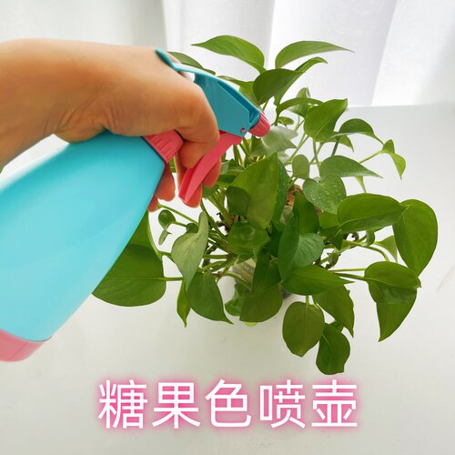 糖果色喷壶多肉花卉酒精