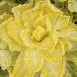 Утиный яичный желток, желтое сердце, молодая капуста, семена молодой капусты, семена молодой капусты, рапс четырех сезонов, крупные семена овощей, яйца, осенние яйца