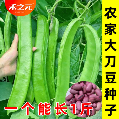 农家庭院盆栽四季阳台红刀豆