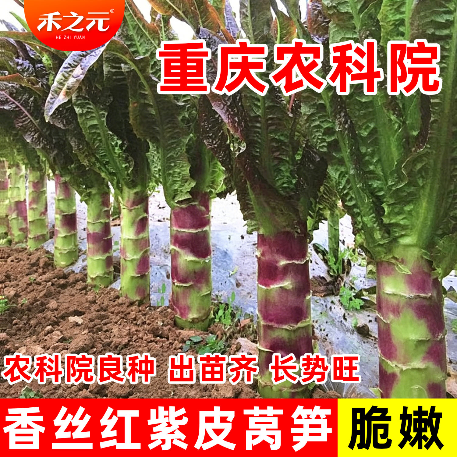 种子莴苣蟋蟀蔬菜四季图片