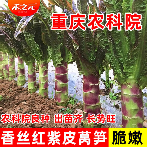 种子莴苣蟋蟀蔬菜四季