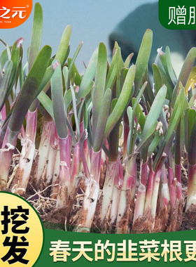 春季现挖韭菜根苗紫根紫红根韭菜籽苗农家秋冬四季蔬菜苗小叶宽叶