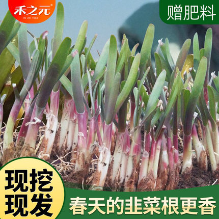 春季现挖韭菜根苗紫根紫红根韭菜籽苗农家秋冬四季蔬菜苗小叶宽叶