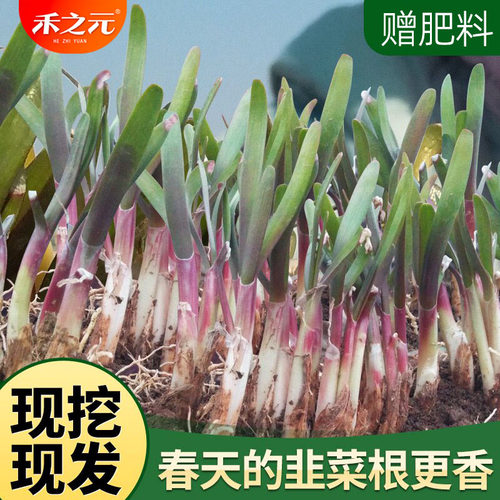 春天的紫根韭菜根苗越吃越香