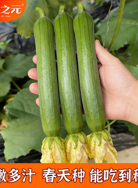肉丝瓜种子丝瓜种籽四季特大春早熟蔬菜丝瓜种孑农家春夏丝瓜苗秧