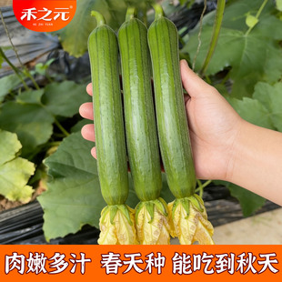 肉丝瓜种子丝瓜种籽四季 特大春早熟蔬菜丝瓜种孑农家春夏丝瓜苗秧