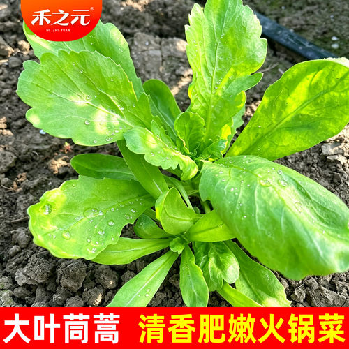 茼蒿籽大叶种子蔬菜四季
