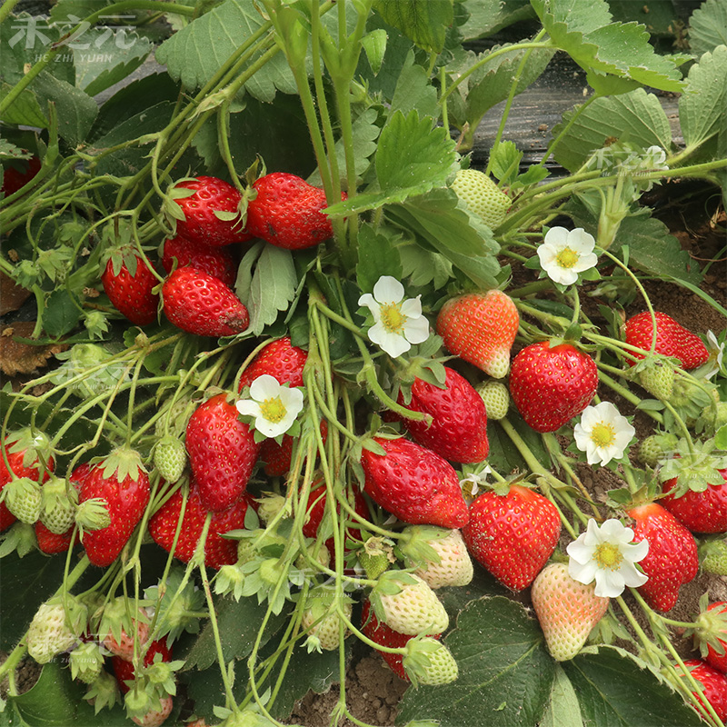 奶油草莓種子水果種籽四季種苗家庭春季秋冬季盆栽草莓種籽孑陽臺