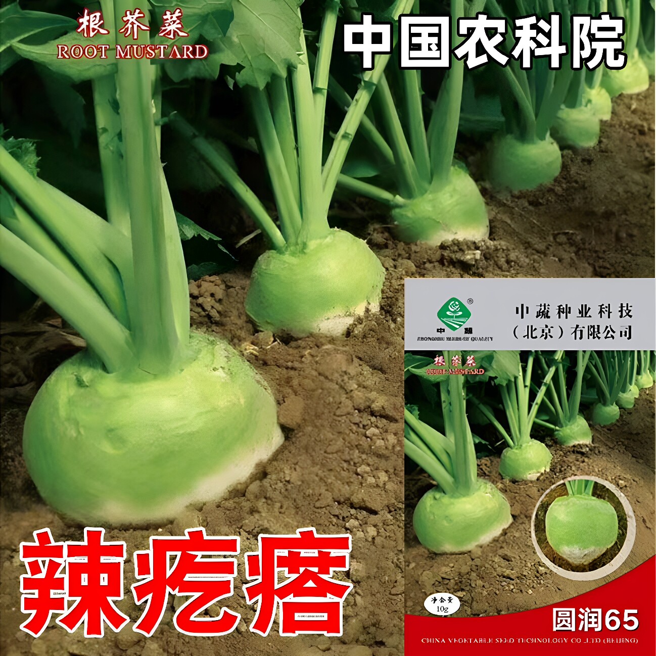 圆润65二道眉根芥菜头种子拉疙瘩辣老咸菜秋季蔬菜籽光头芥菜种孑
