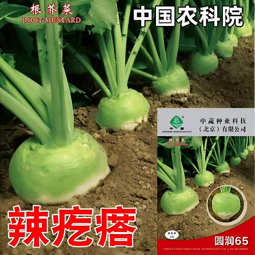 蔬菜二道北方秋季光头芥菜
