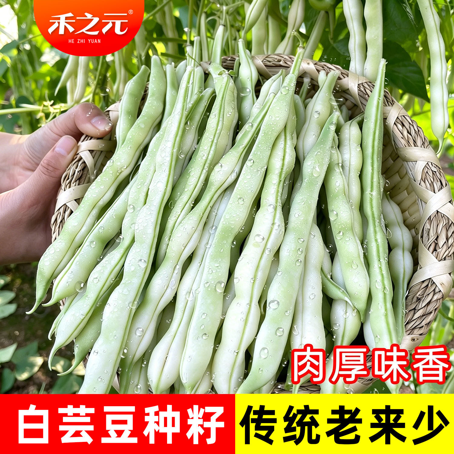 老来少芸豆种子九粒白种子 芸豆种籽白不老豆角四季菜豆种 蔬菜籽