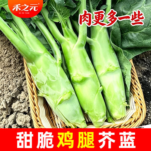 甜脆鸡腿芥兰种子广东菜
