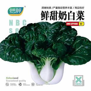 鲜甜奶白菜种子四季 盆栽籽种蔬菜农家蔬菜籽 奶油小青菜阳台秋冬季