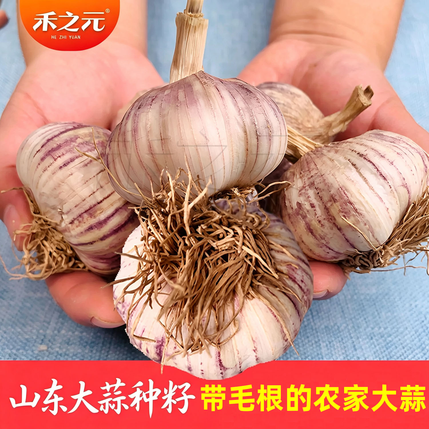 紫皮蒜头干蒜种籽农家自留种图片