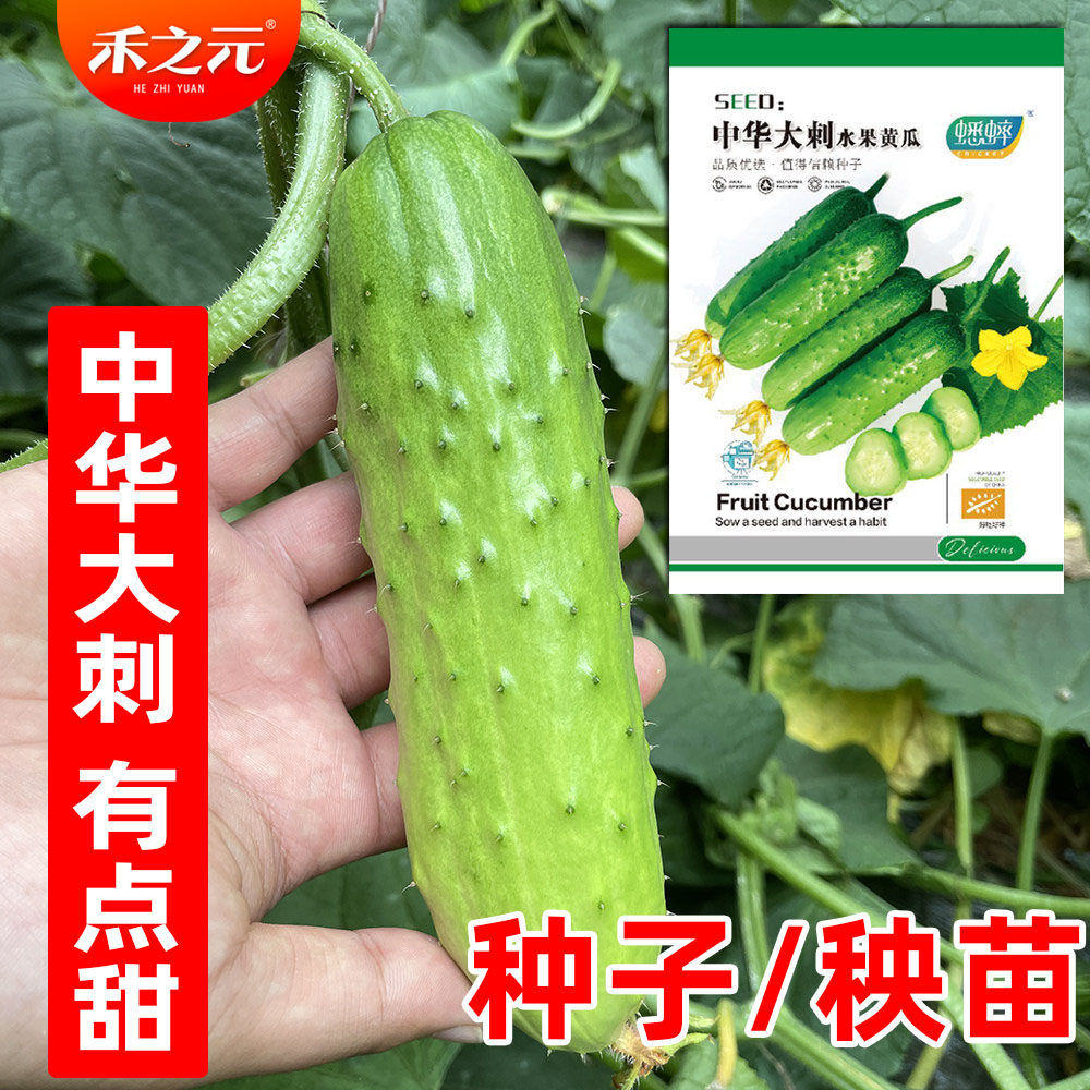 中华大刺水果黄瓜种子菜籽旱黄瓜种籽春秋四季阳台盆栽苗秧蔬菜种