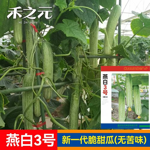 燕白3号黄瓜种子白黄瓜种籽