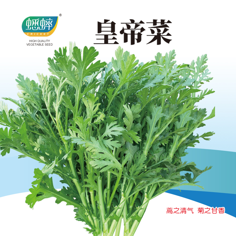 皇帝菜种子中叶茼蒿春菊菜籽割茬四季种植盆栽蔬菜籽小叶茼蒿种孑-封面