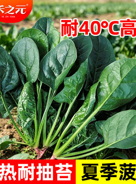 抗热菠菜种子耐热耐高温大圆叶波菜籽阳台高产四季春夏秋农家大全