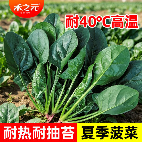 非常耐热菠菜种子耐热菜籽
