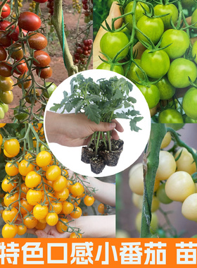 小番茄秧苗千禧圣女果釜山88梦想真甜西红柿苗青甜二号2菜秧苗