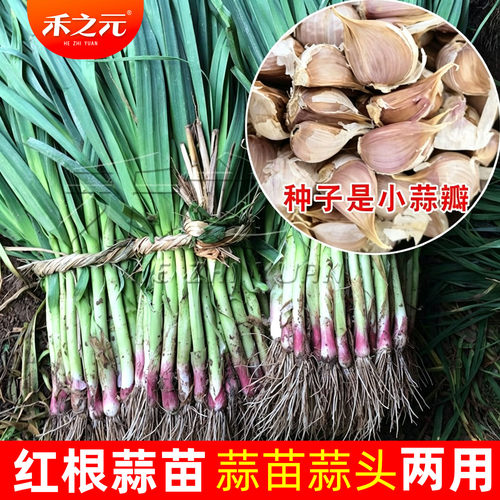红根盆栽蔬菜孑秋冬季大蒜苗
