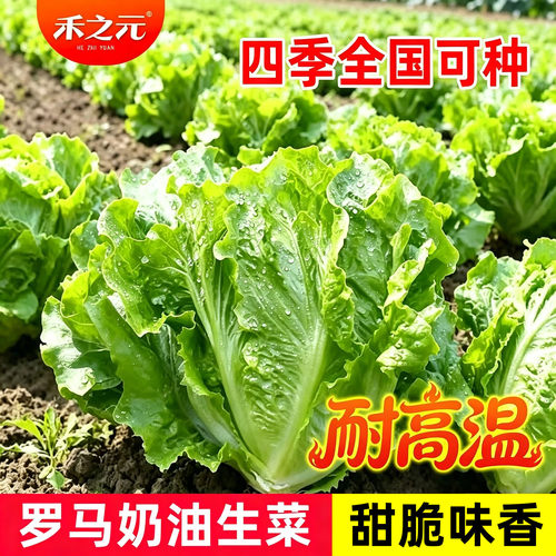 意大利生菜种子玻璃生菜结球奶油