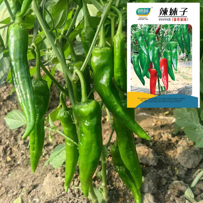 辣妹子辣椒种子暴香暴辣