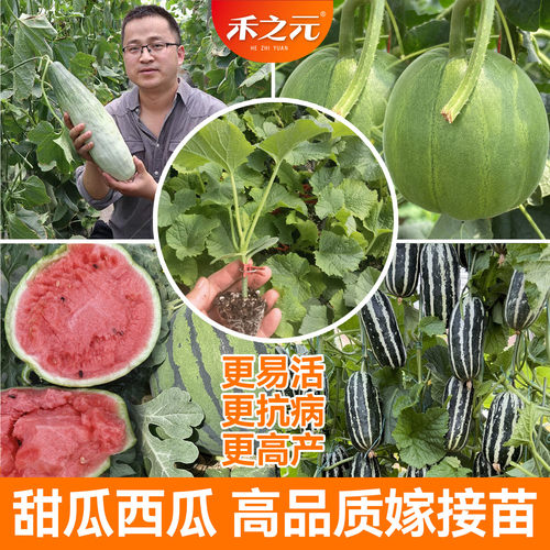 优质嫁接西瓜苗甜瓜苗