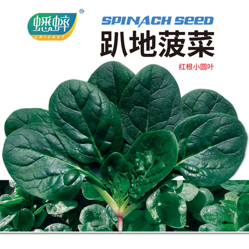 圆叶小棵趴地菠菜种子