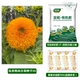 Семена подсолнечника Teddy Bear 1г + базовое удобрение + Guoguofeng