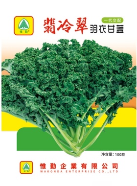 翡冷翠羽衣甘蓝种子食用观赏甘兰籽绿色蔬菜四季盆栽春季夏秋冬季