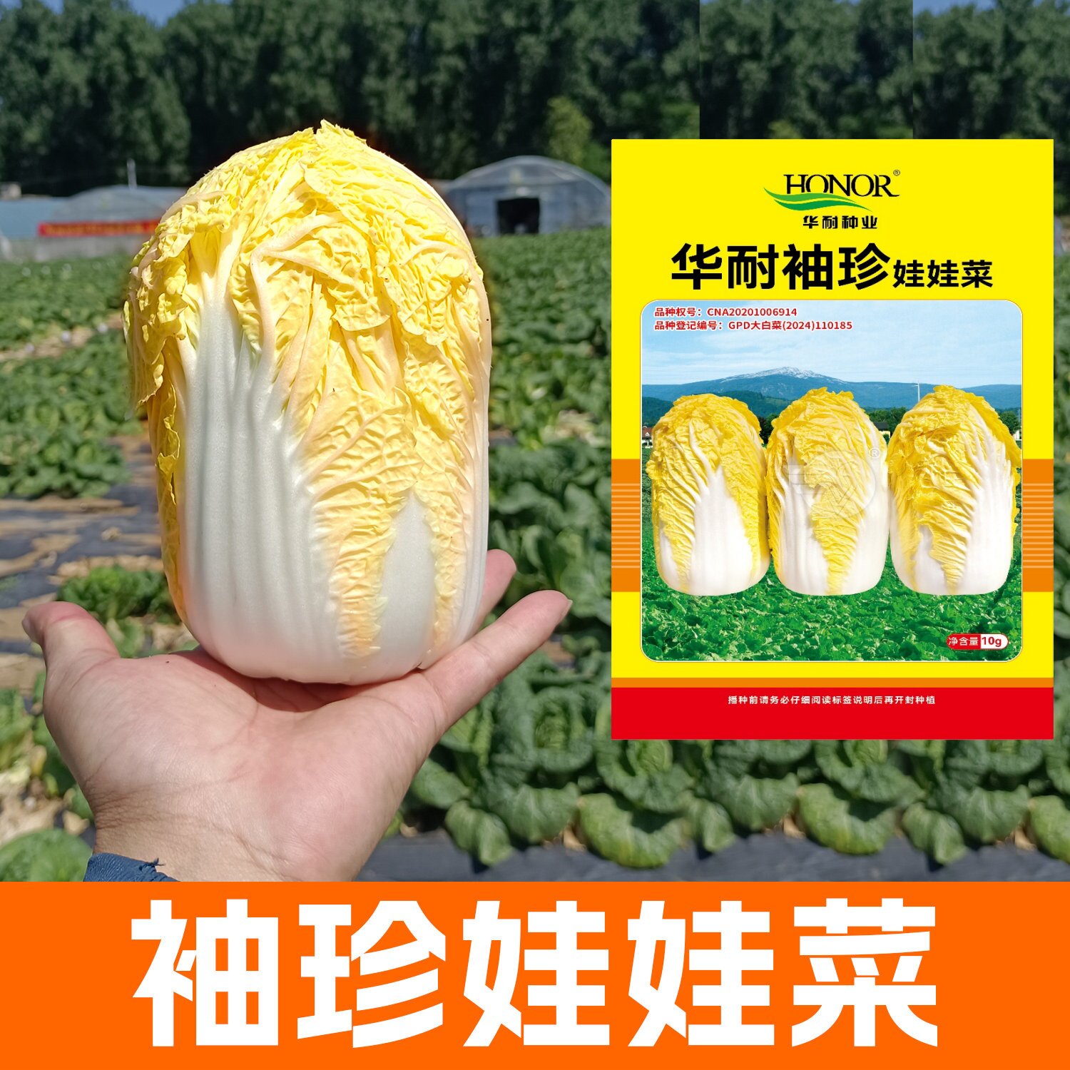 华耐袖珍娃娃黄心小白菜种籽图片