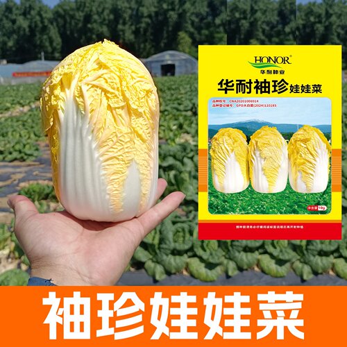 华耐袖珍娃娃黄心小白菜种籽