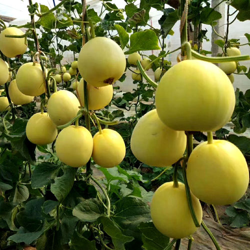 夏黄宝石甜瓜香瓜种子