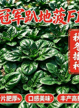 冠军趴地菠菜种子黑圆叶肉更厚