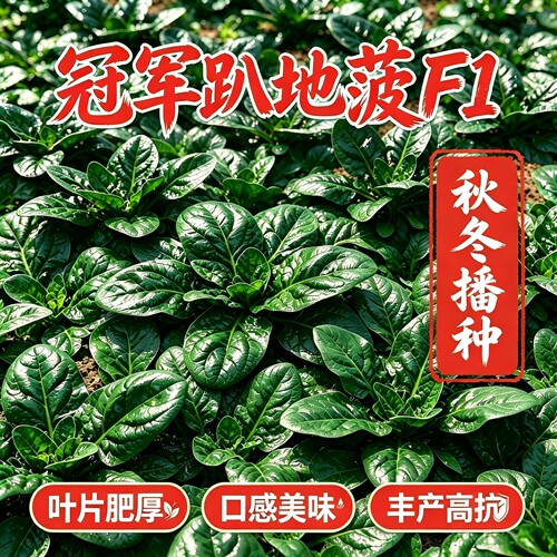 冠军趴地菠菜种子黑圆叶肉更厚