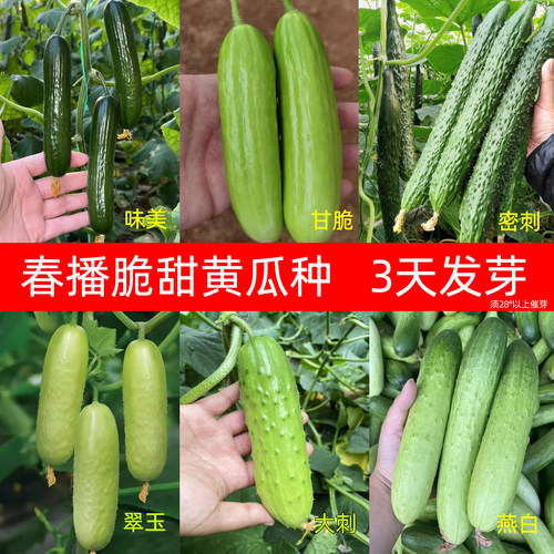 绿瓤黄瓜种子绿芯肉禾之元